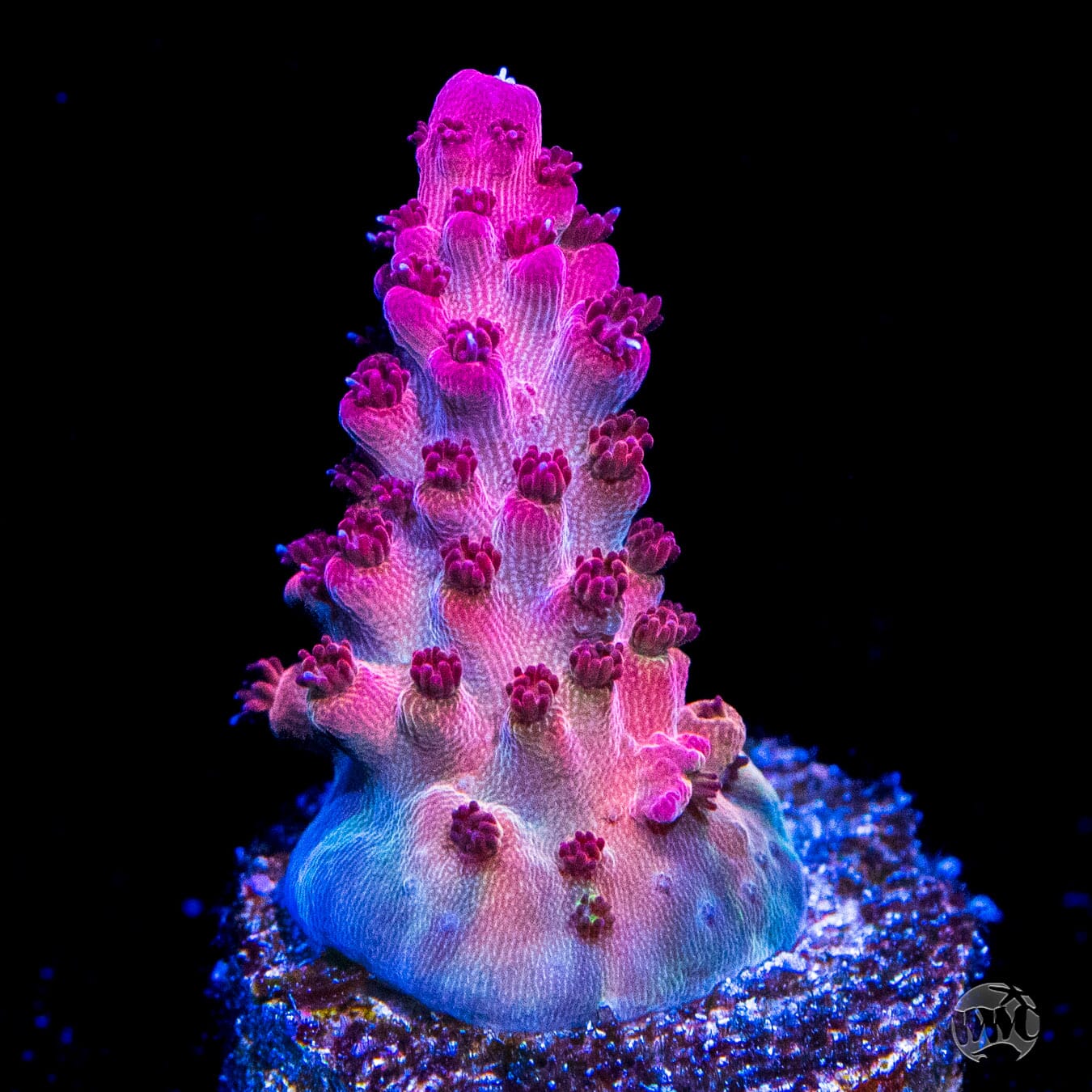 Frag Farmer Red Robin Acropora