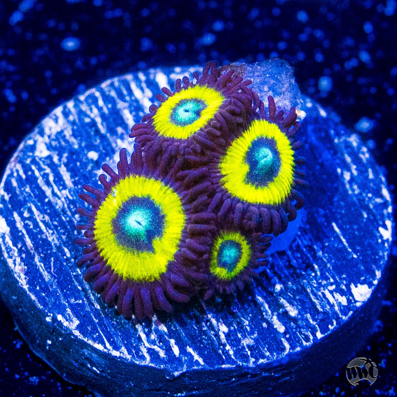 Frank Sinatra Zoanthids