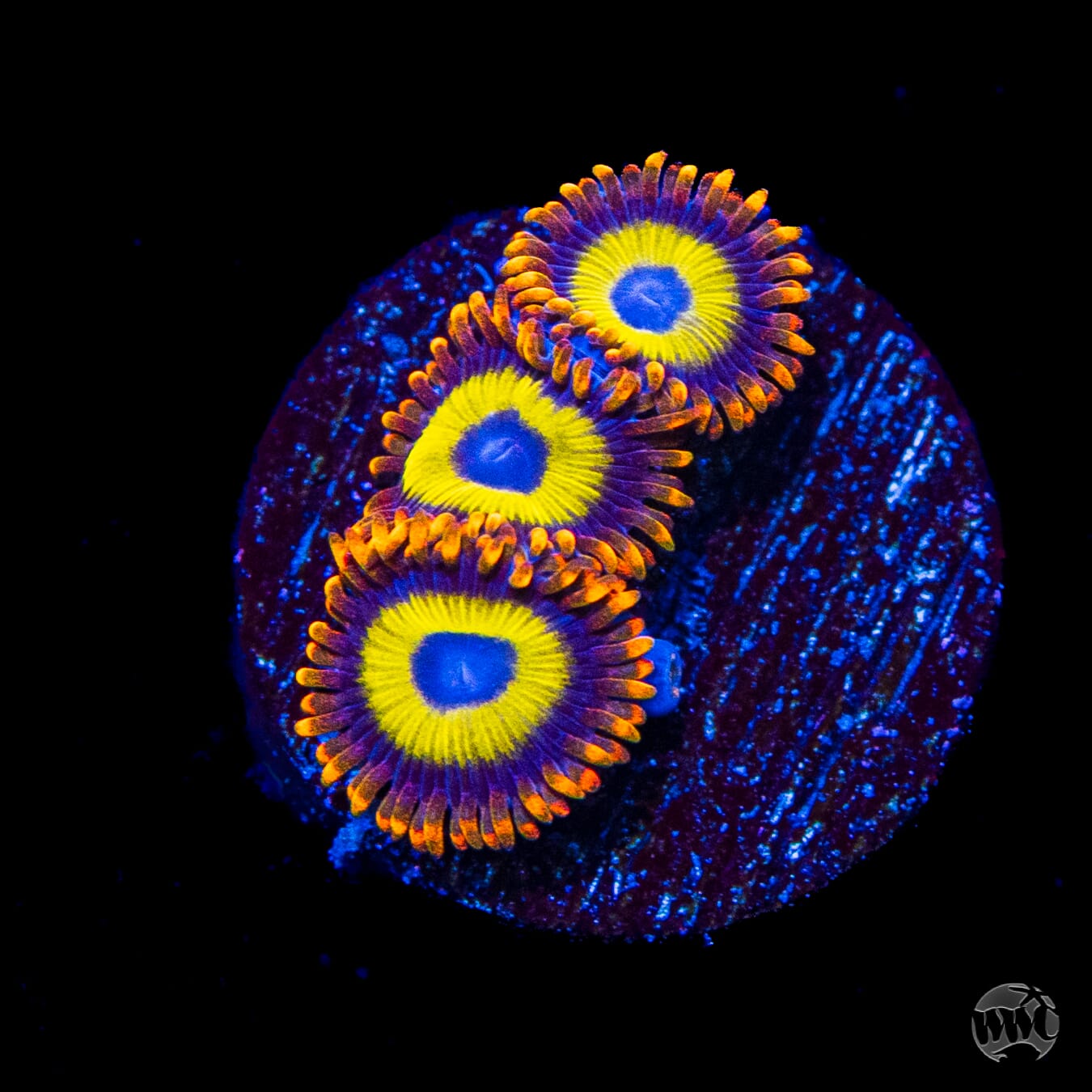 Fruit Loopz Zoanthids
