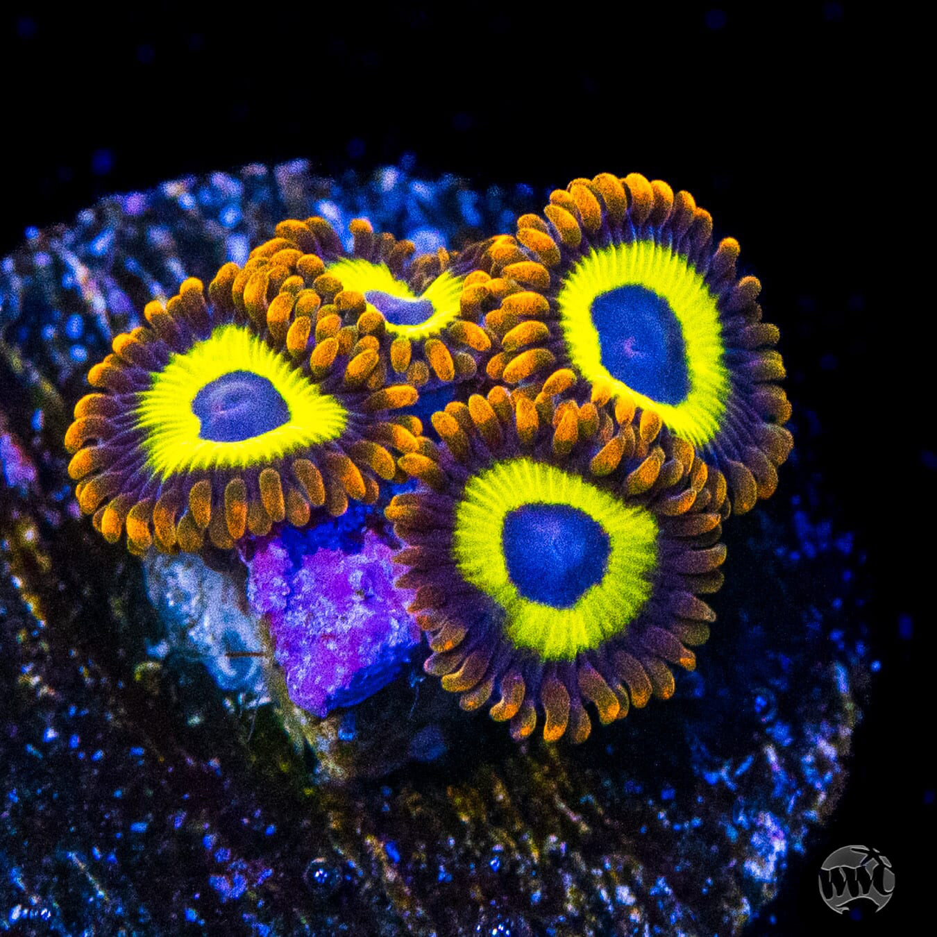 Fruit Loops Zoanthids