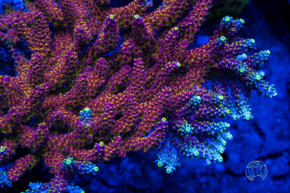 GWS Arcoiris Acropora - Mother Colony