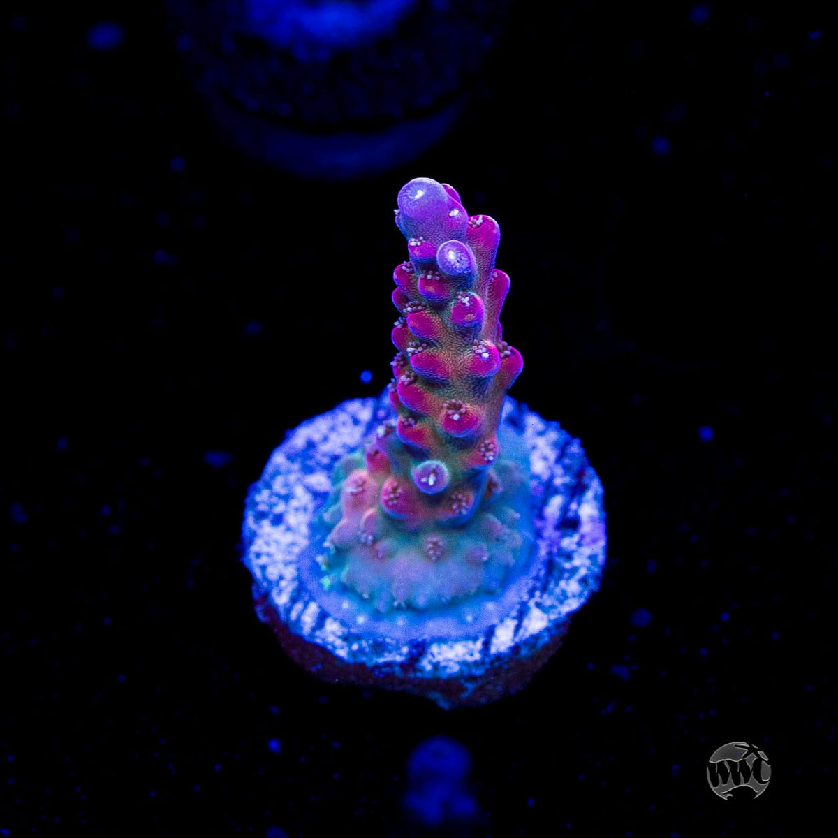 GWS Arcoiris Acropora