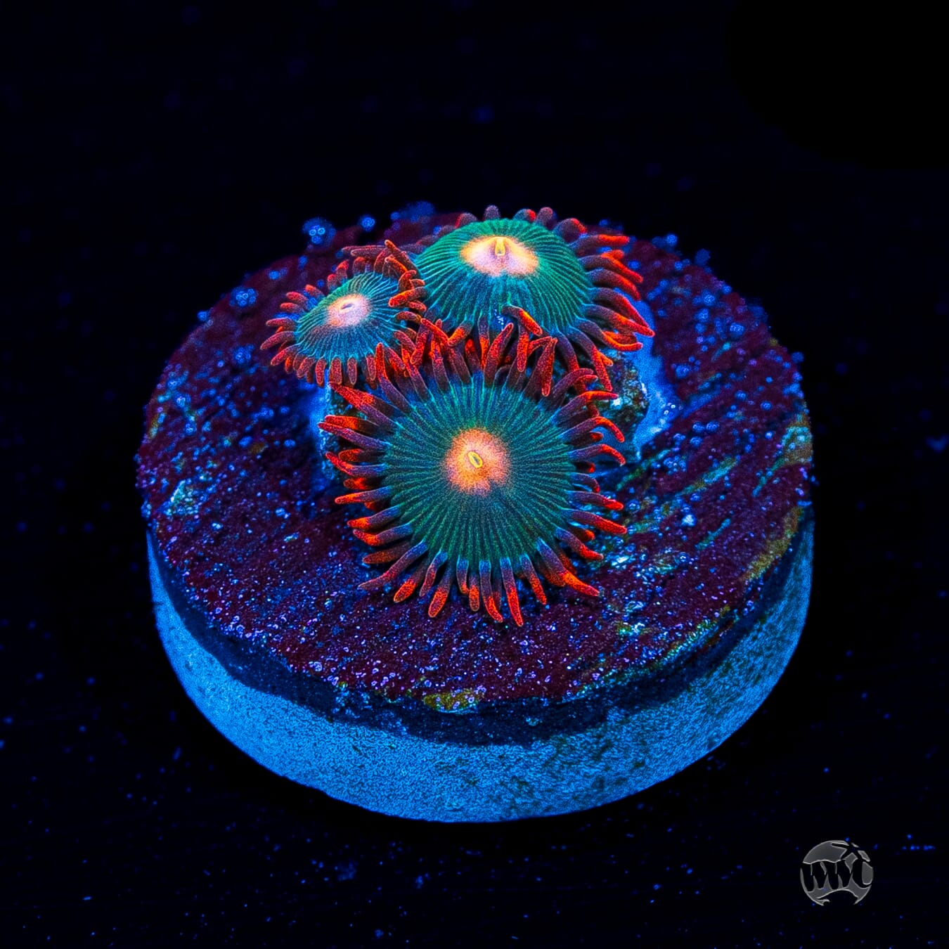 Gatorade Zoanthids