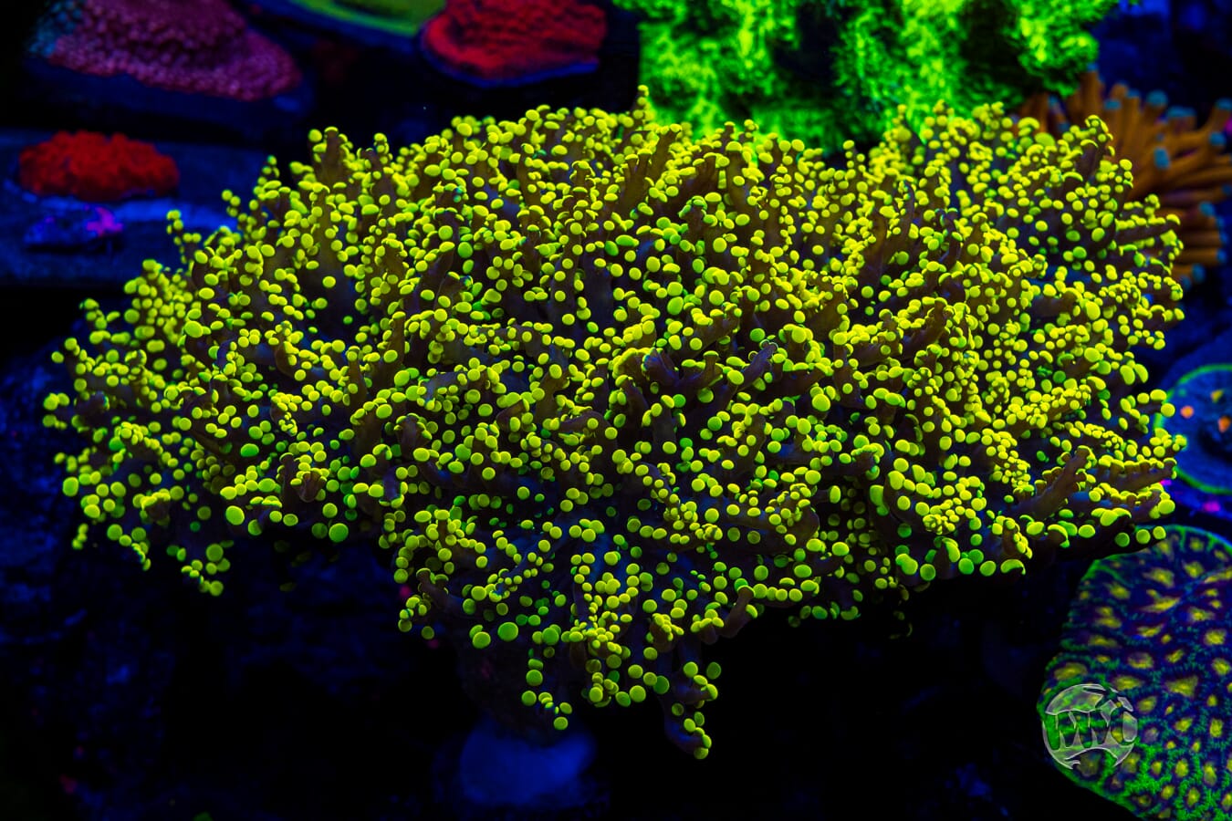 Glowbug Branching Frogspawn - Mother Colony