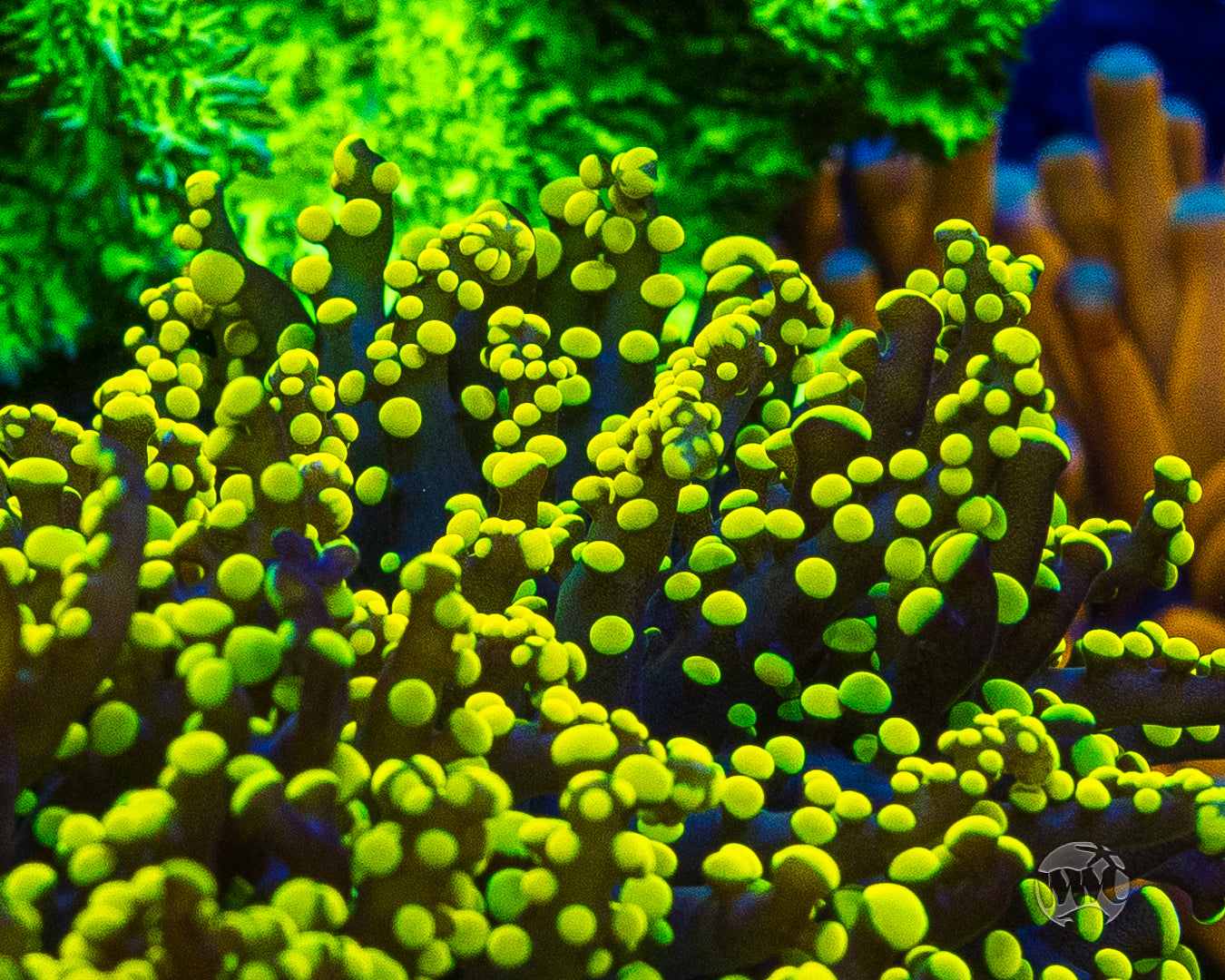 Glowbug Branching Frogspawn