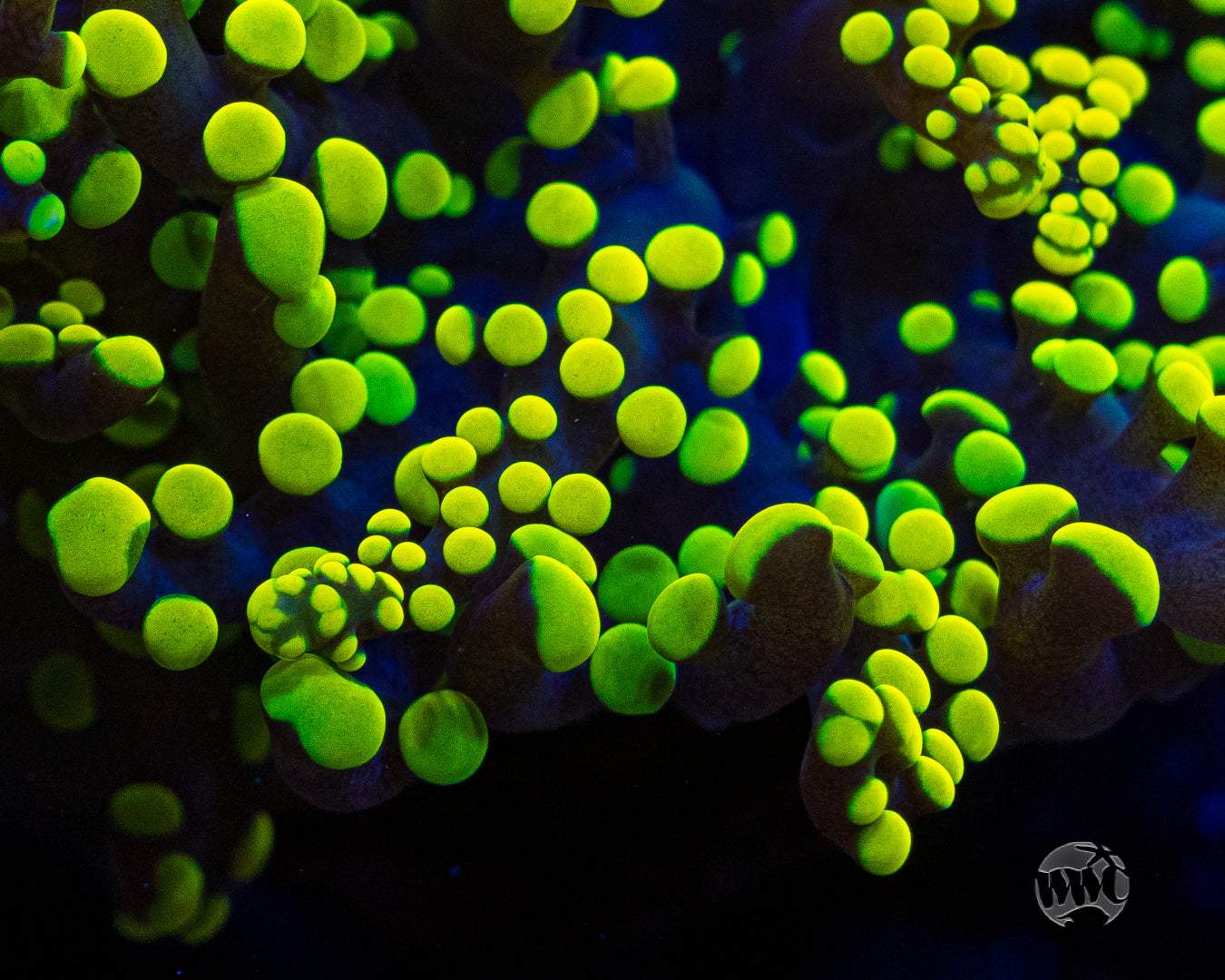 Glowbug Branching Frogspawn