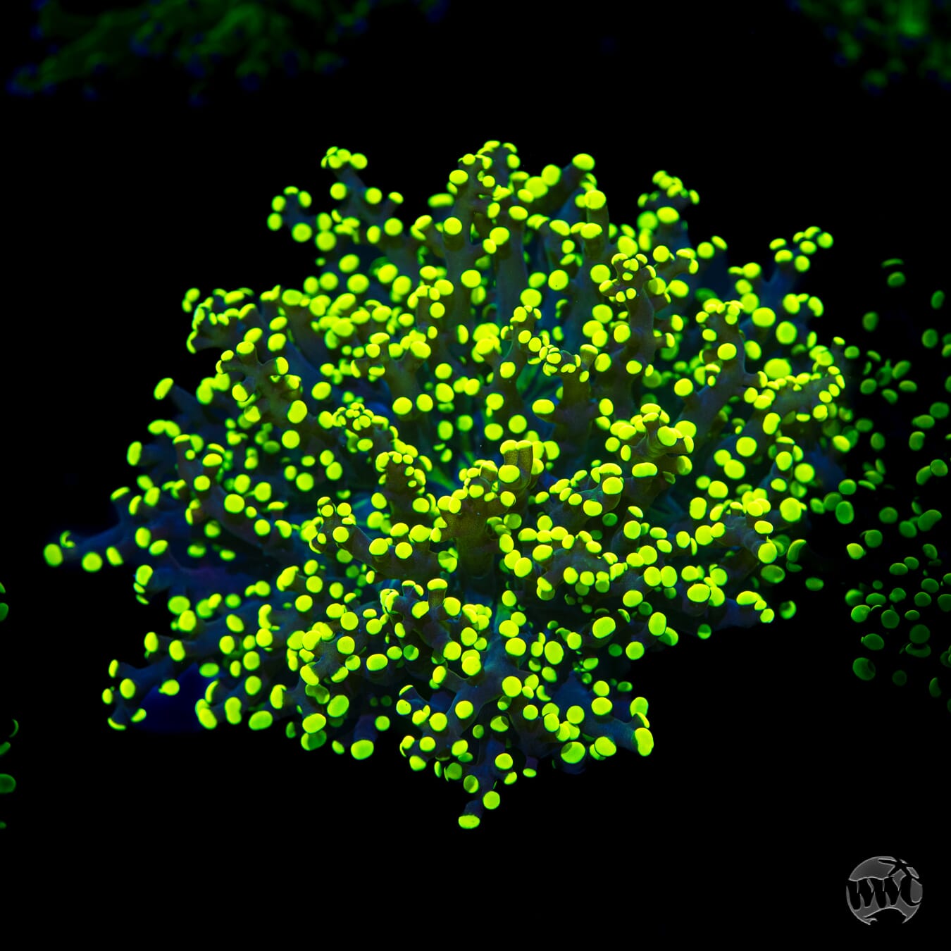 Glowbug Branching Frogspawn