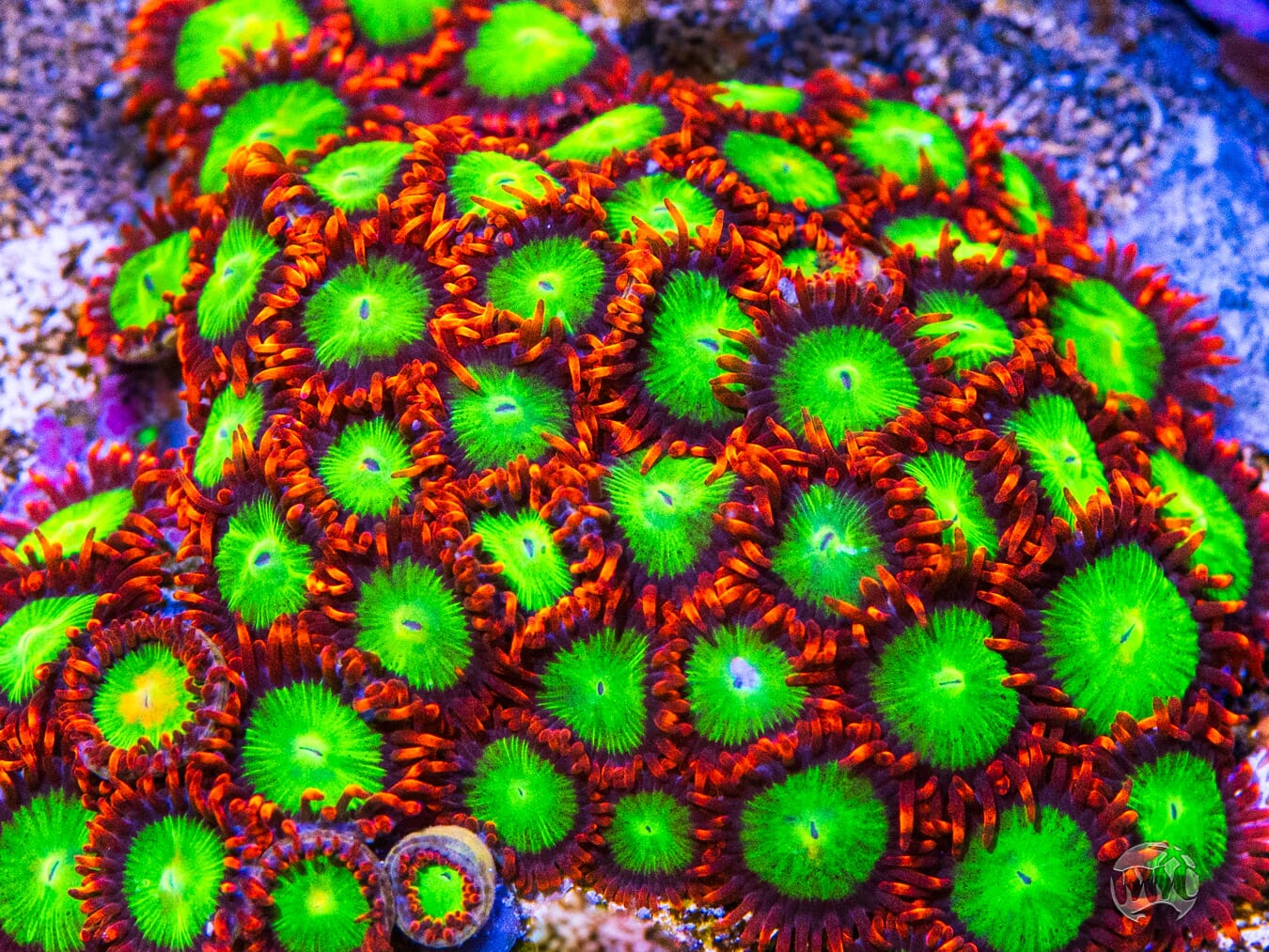 Goblins Fire Zoanthids - Mother Colony Photo