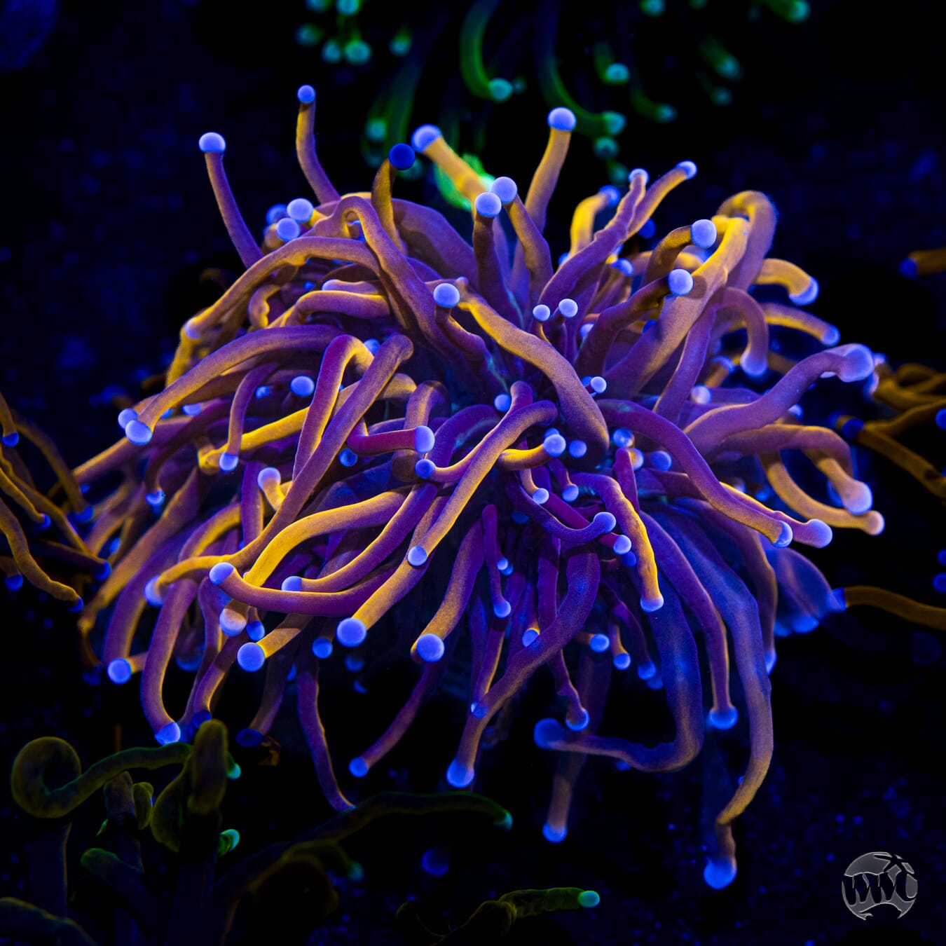 Gold Torch Coral