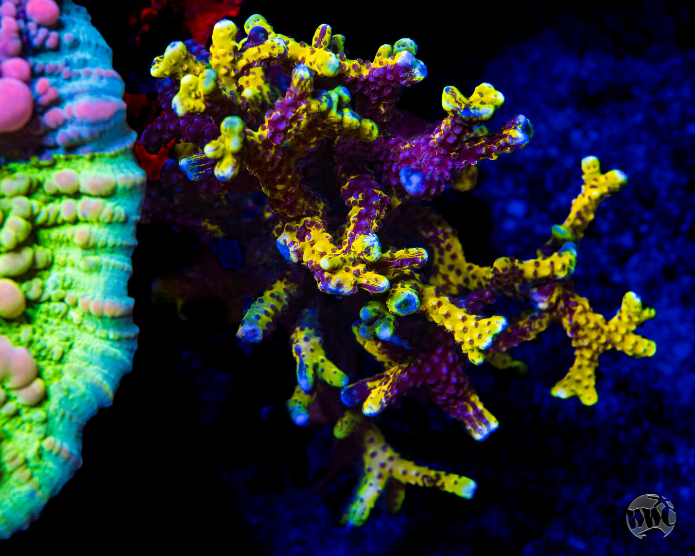 Goldenrod Grafted Anacropora