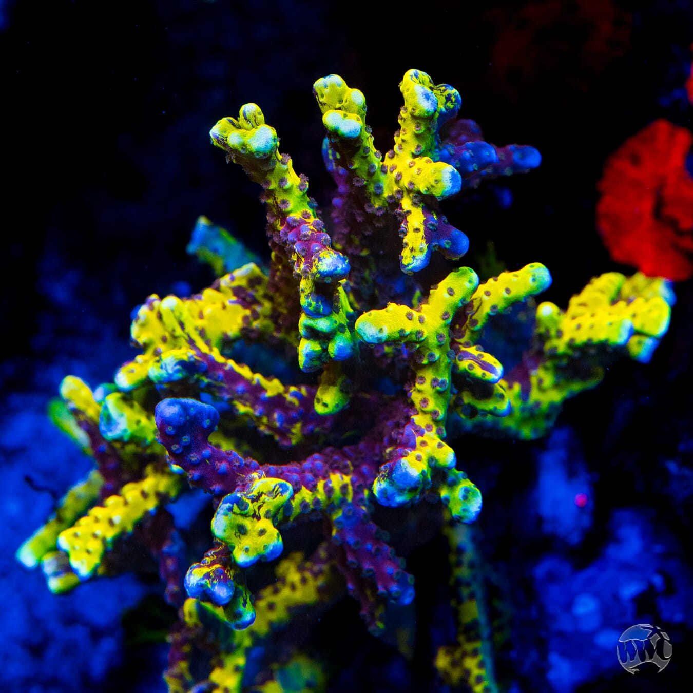 Golden Rod Grafted Anacropora - Mother Colony Photo