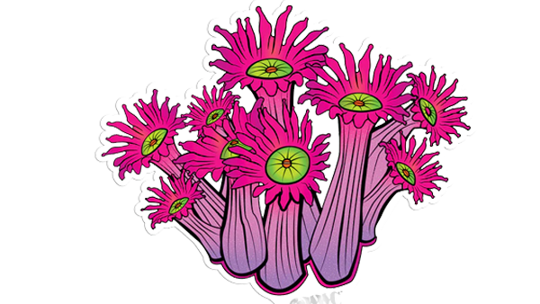 World Wide Corals