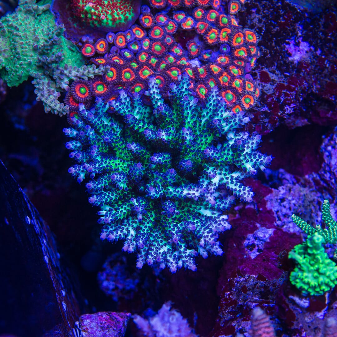 Gonzo Blueberry Diesel Acropora - Mother Colony Photo