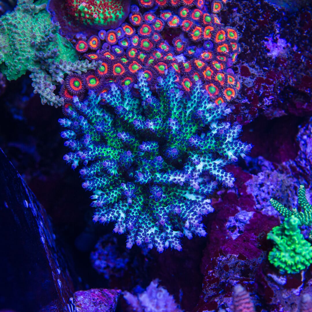 Gonzo Blueberry Diesel Acropora - Mother Colony