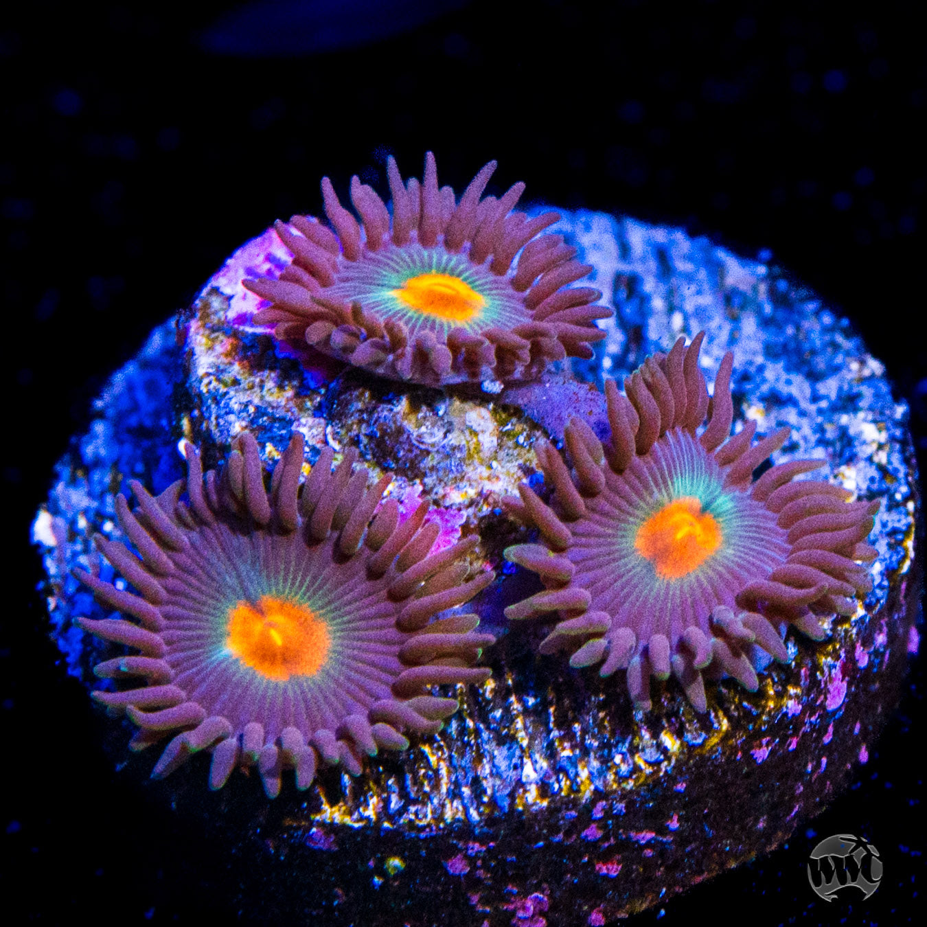 Gorilla Nipple Zoanthids