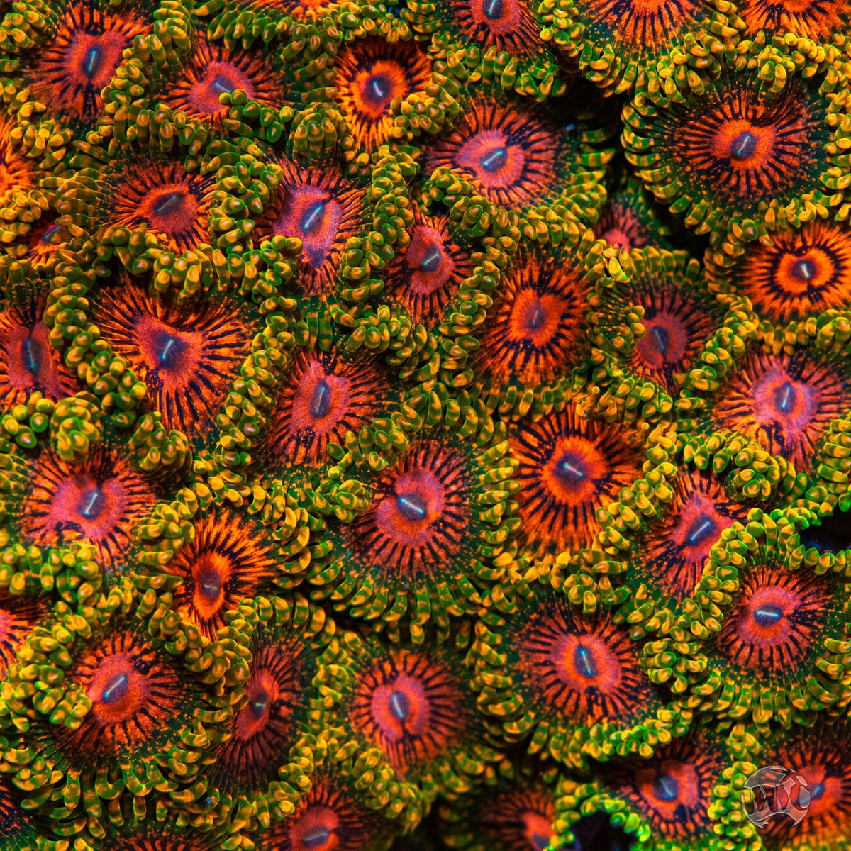 Grand Master Krakatoa Zoanthids - Mother Colony Photo