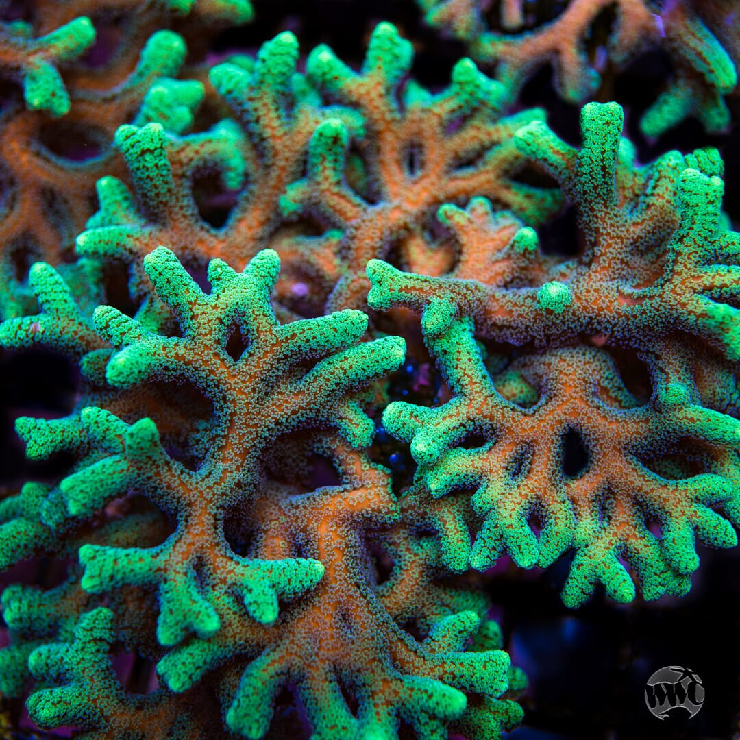 Green Birdsnest Coral