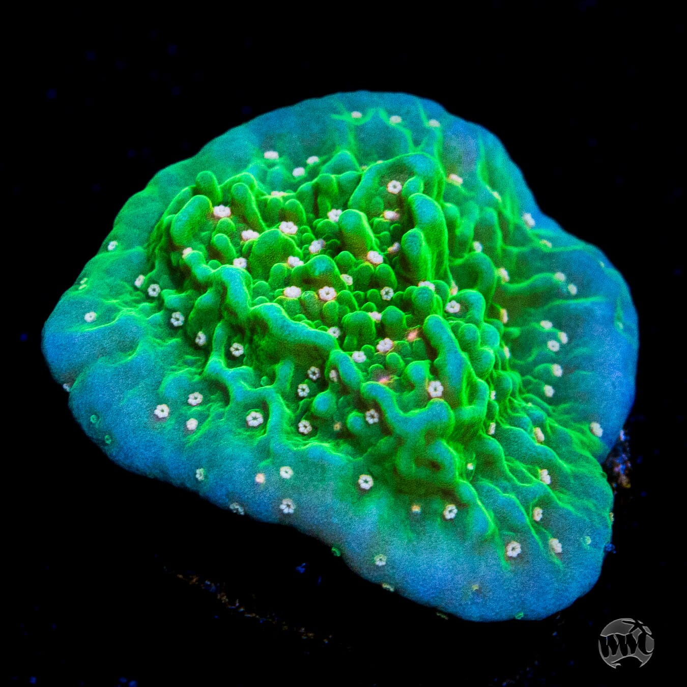 Green Eggs And Ham Montipora Coral