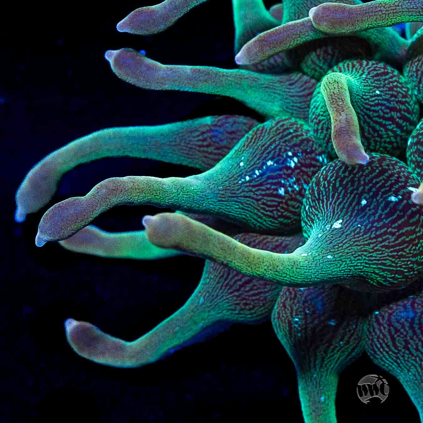 WWC Feature Friday - Green Nexus Bubble Anemone