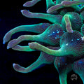 WWC Feature Friday - Green Nexus Bubble Anemone