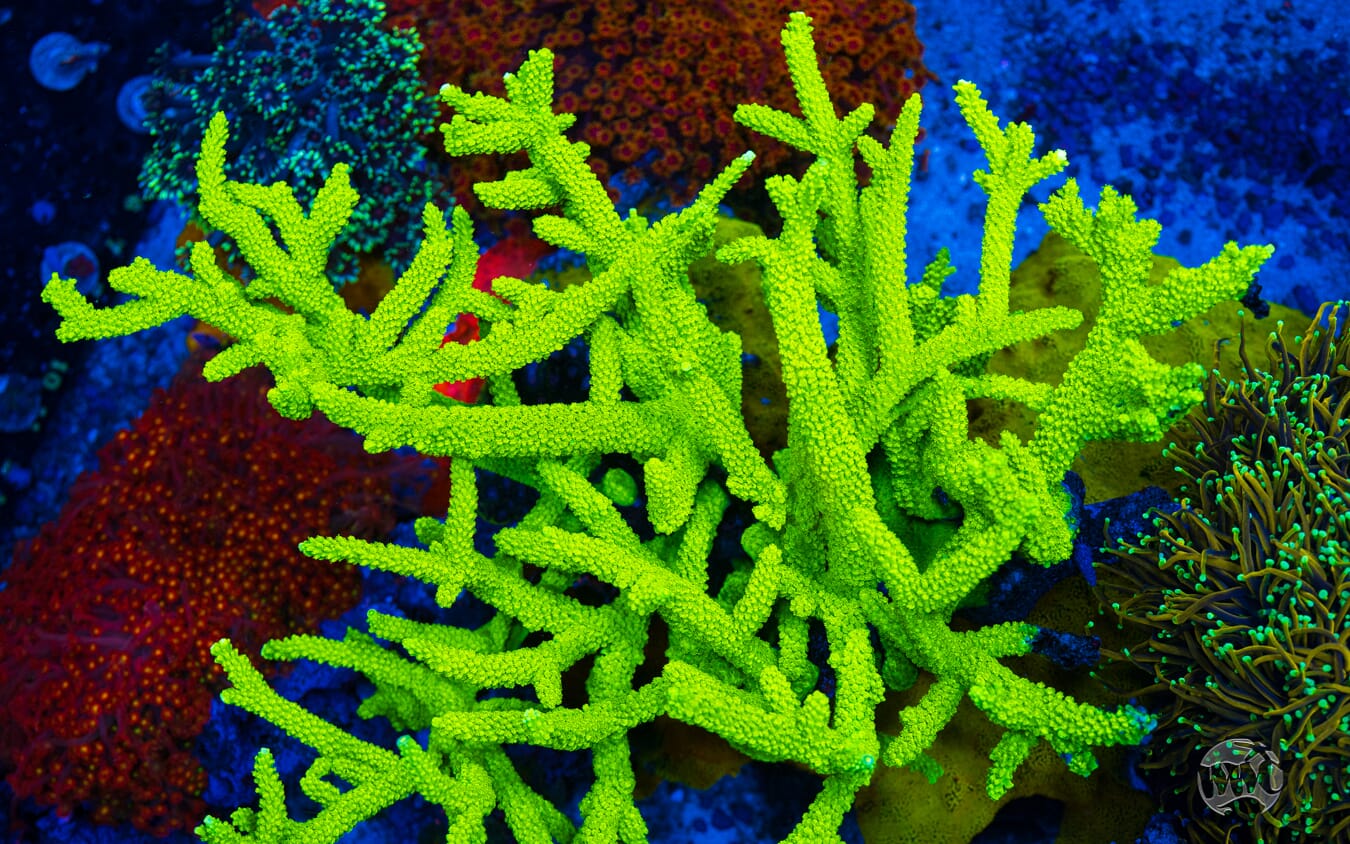 Green Slimer Acropora - Mother Colony Photo