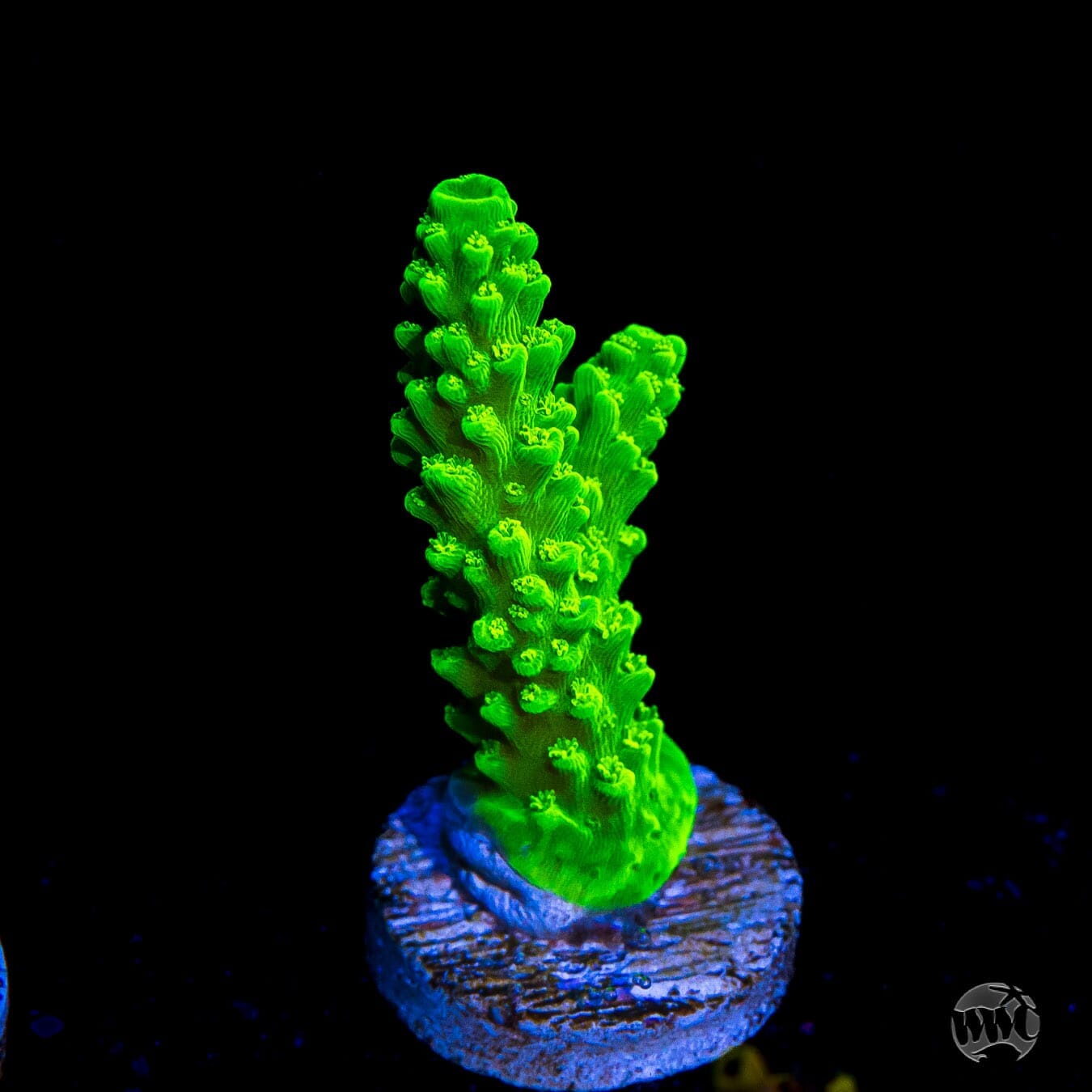 Green Slimer Acropora