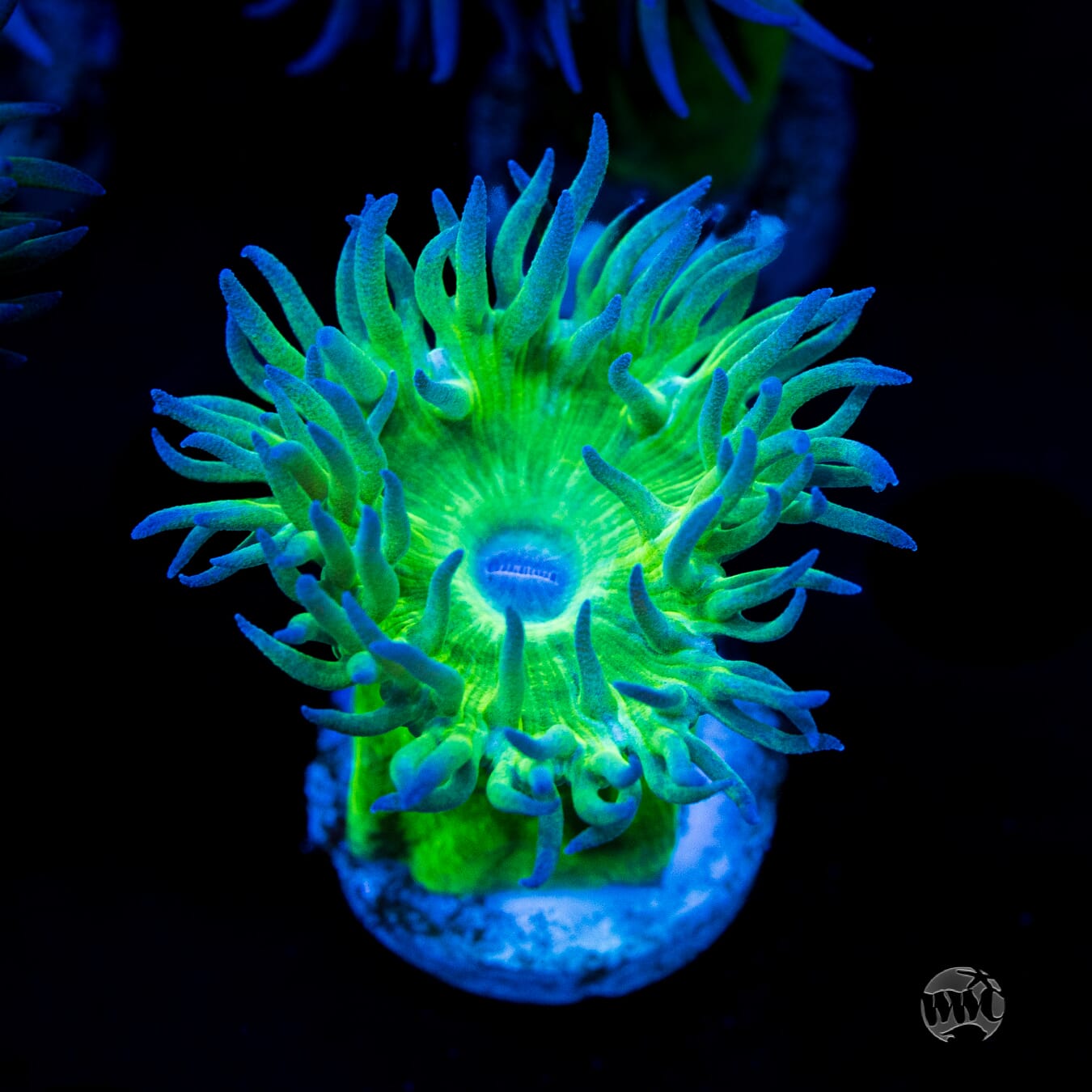 Green Duncan Coral
