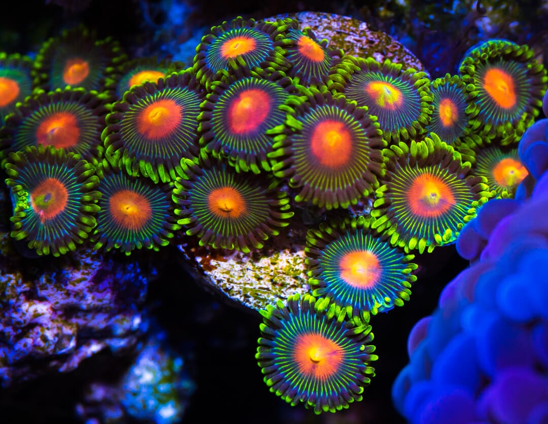 Green Bay Packer Zoanthids - Mother Colony Photo