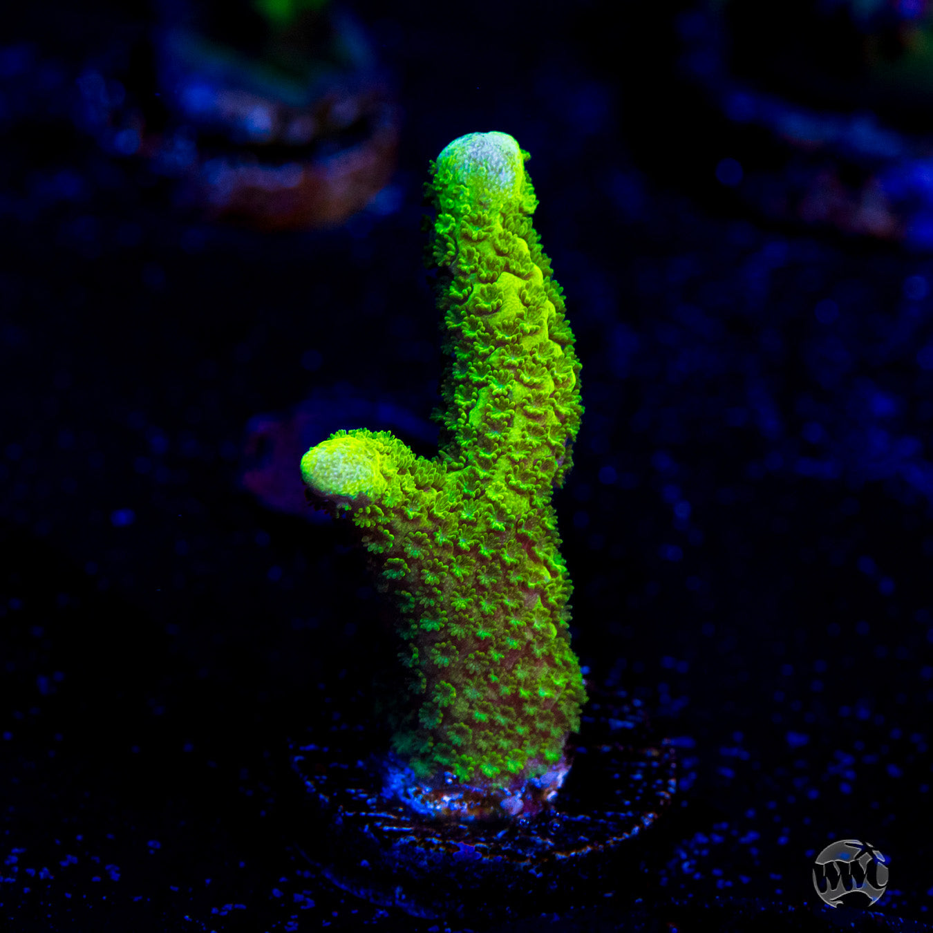 Green Digitata Montipora Coral