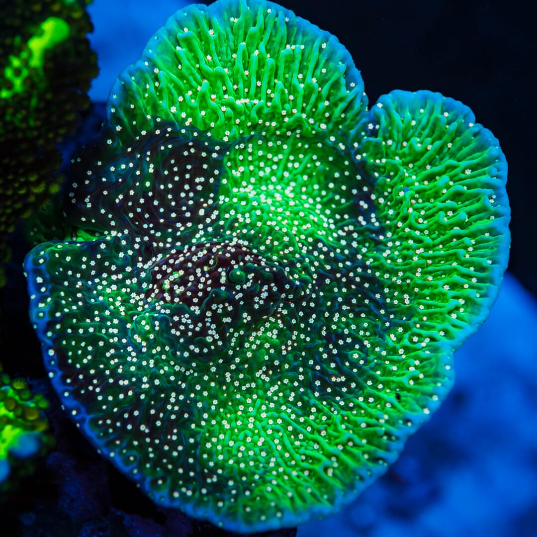 Green Eggs And Ham Montipora Coral