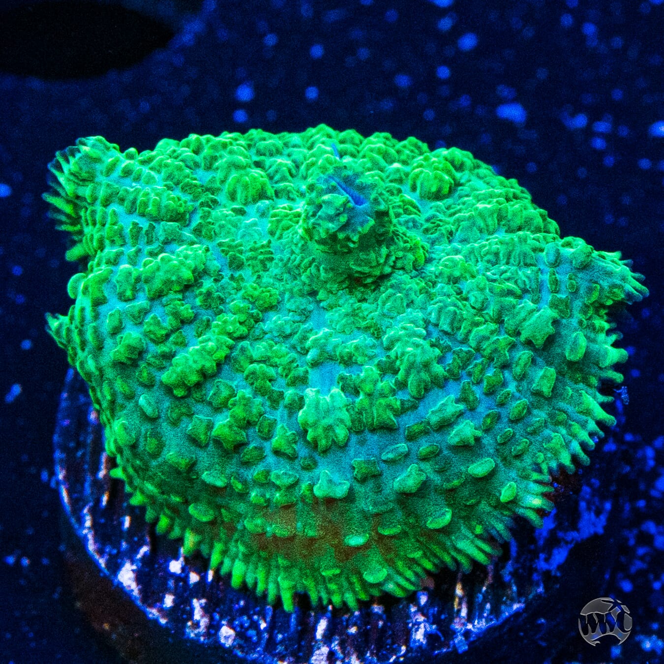 Green Rhodactis Mushroom Coral