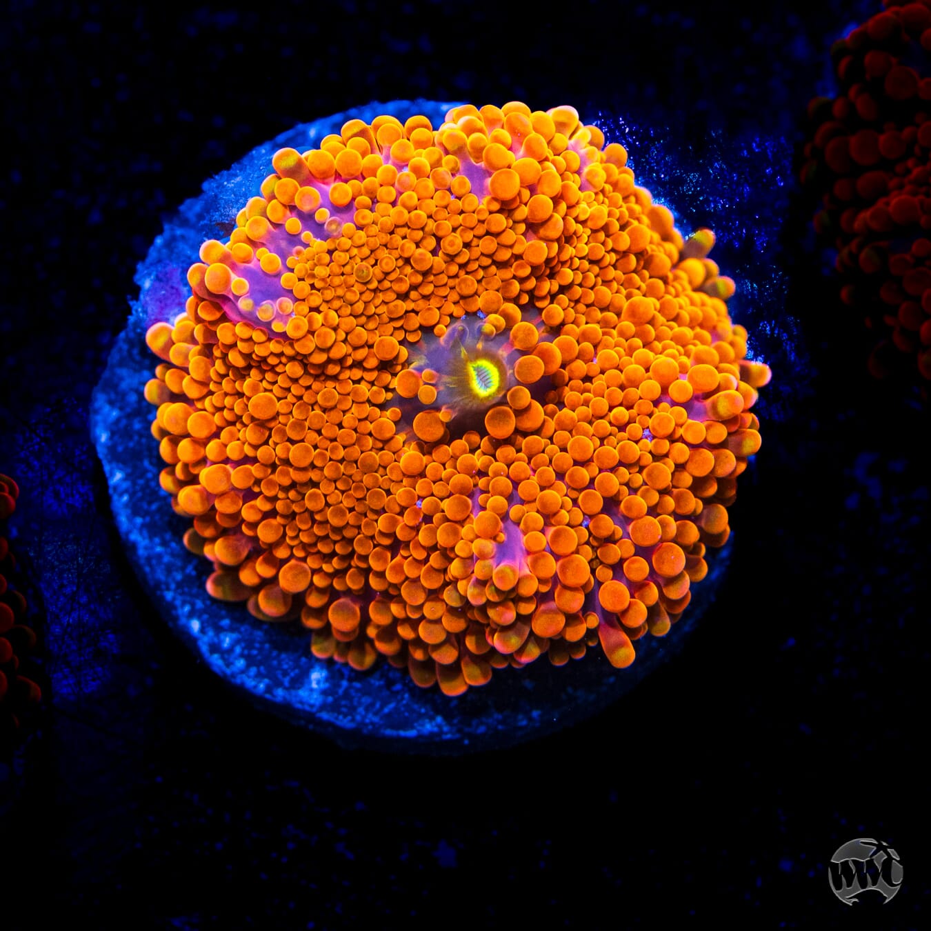 Headless Horseman Yuma Mushroom