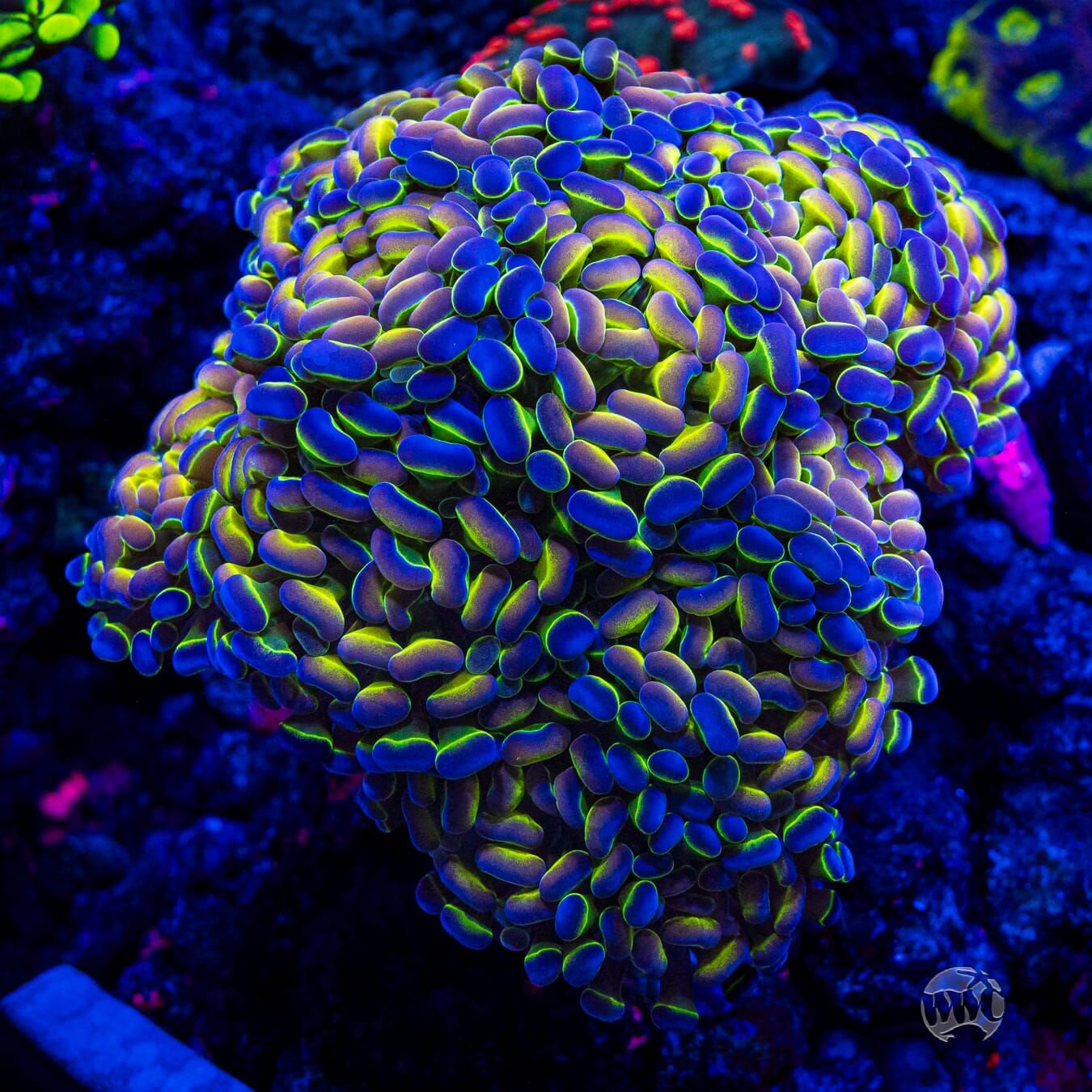Hologram Branching Hammer - Mother Colony