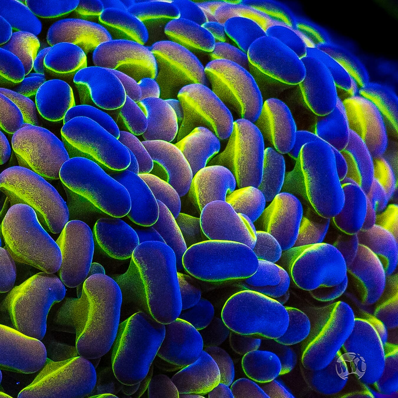 Hologram Branching Hammer