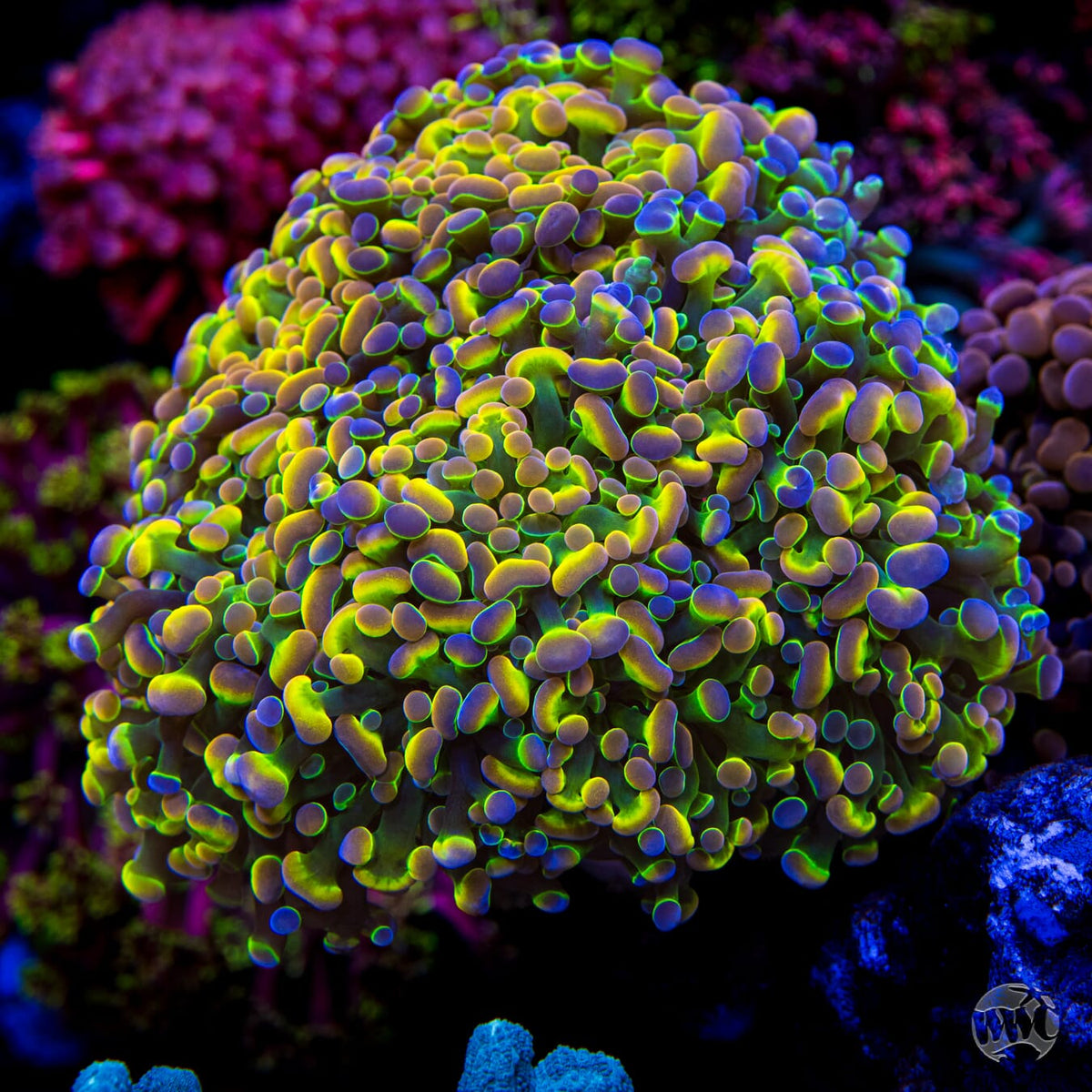 Holy Grail Branching Hammer - Mother Colony Photo