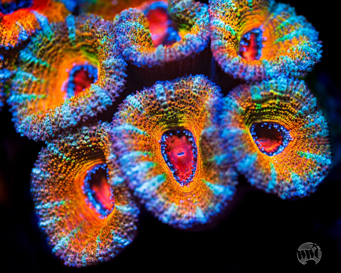 Hyper Drive Aussie Lord - Mother Colony Photo
