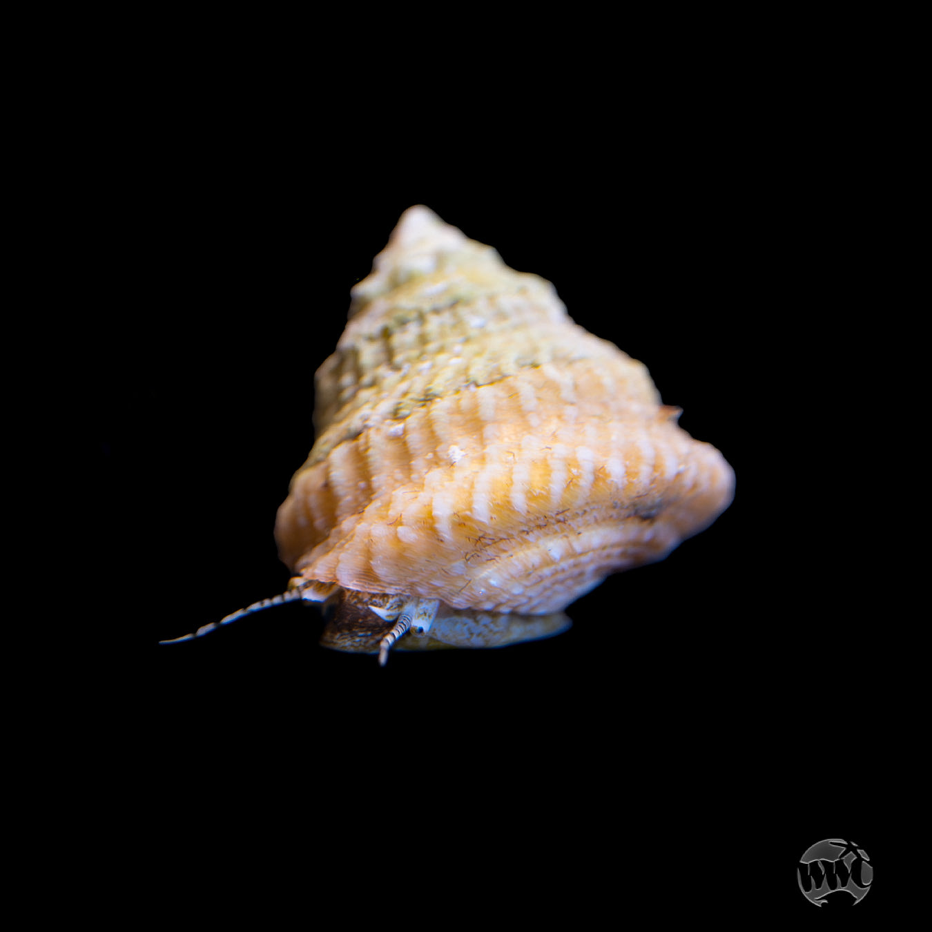 Astrea Snail