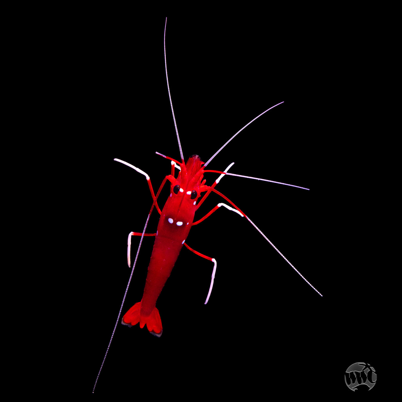 Blood Red Fire Shrimp