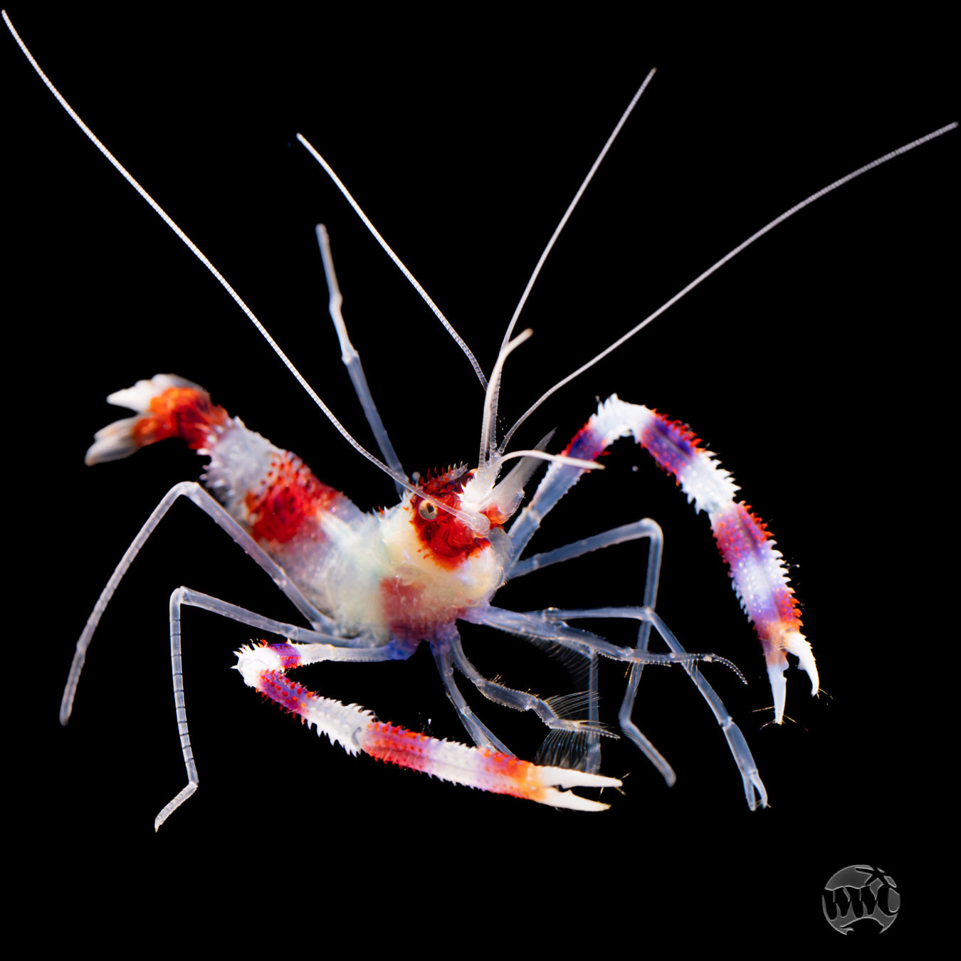 Coral Banded Shrimp