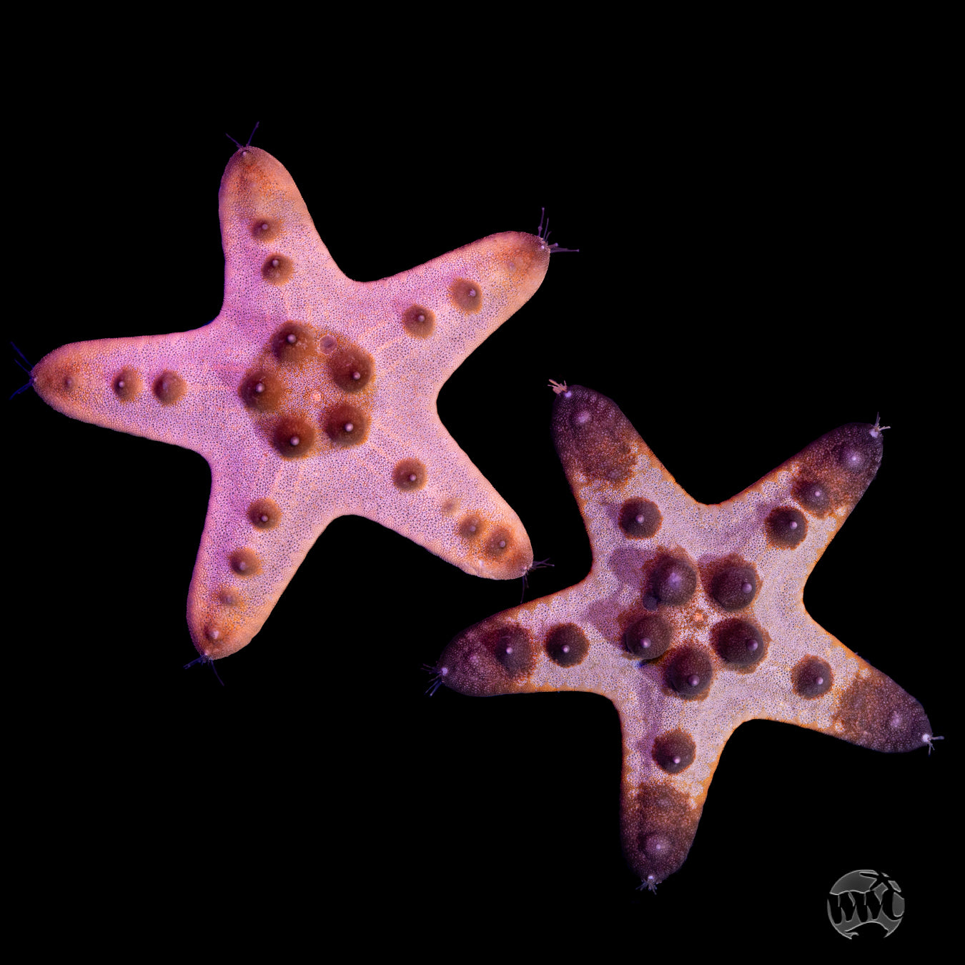 Chocolate Chip Starfish