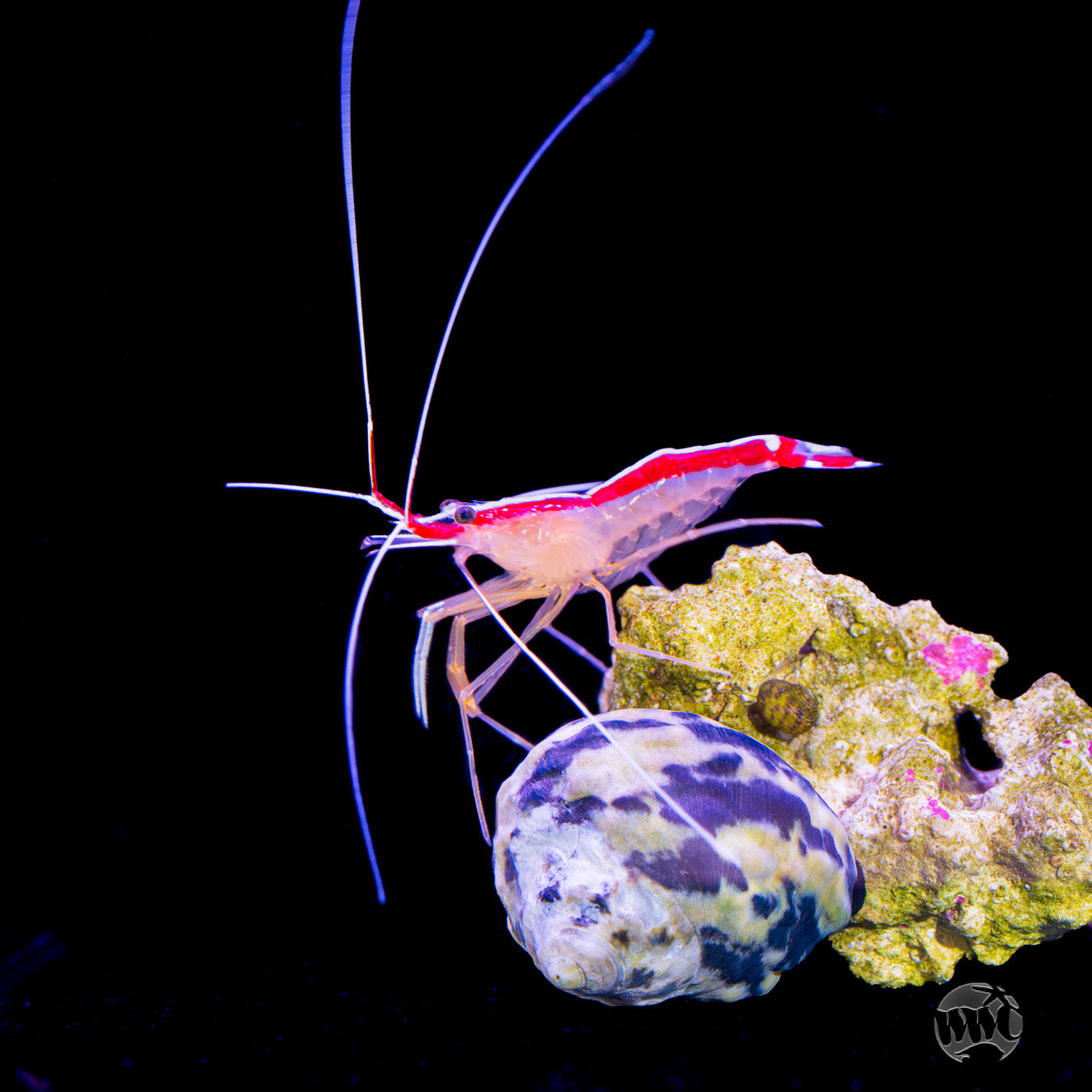 Cleaner Shrimp