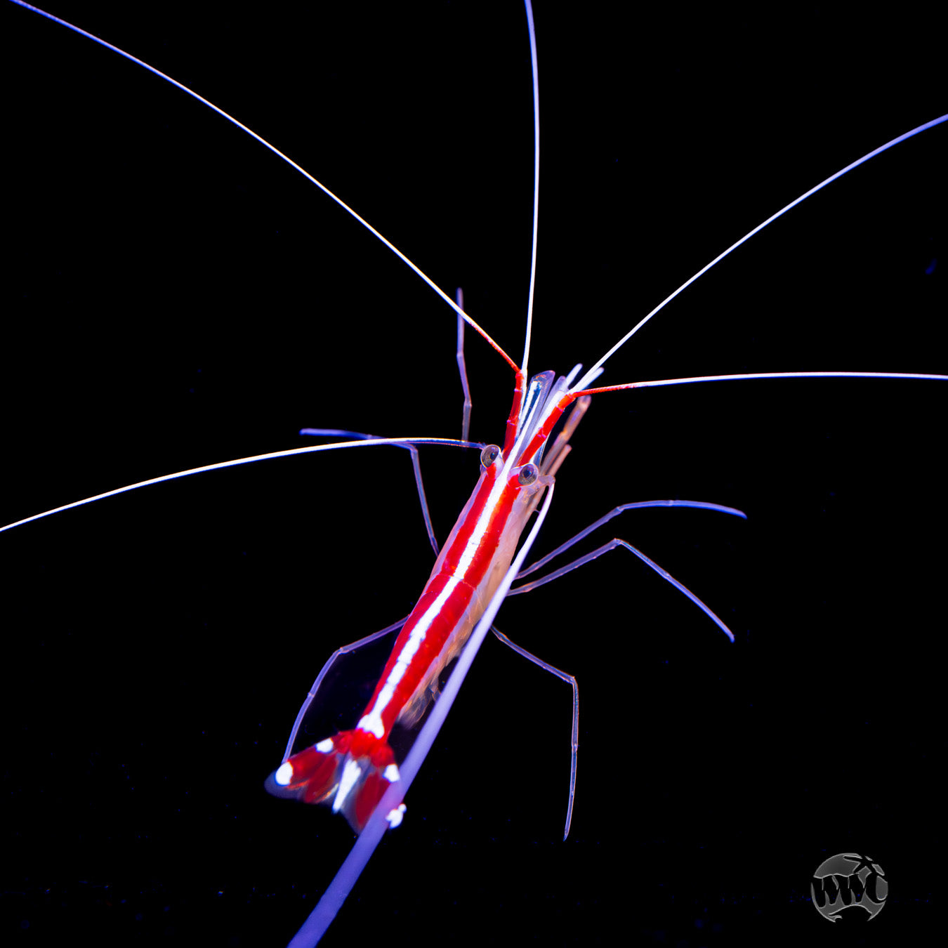 Cleaner Shrimp