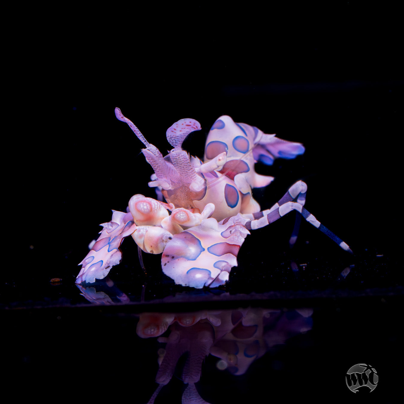 Harlequin Shrimp