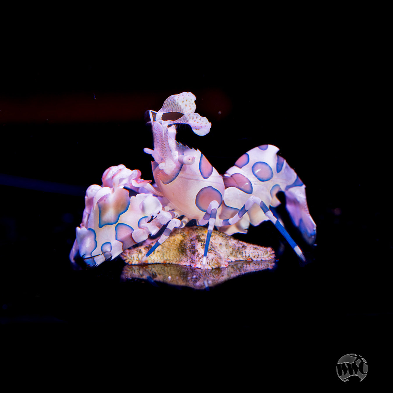 Harlequin Shrimp