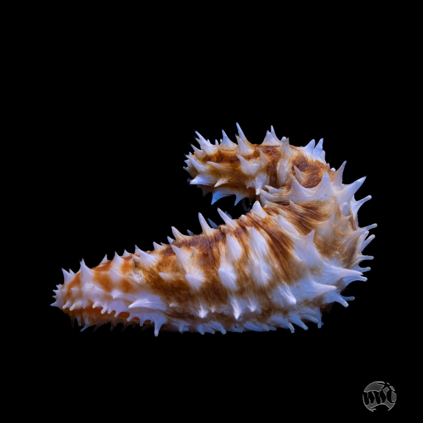 Tiger Tail Sea Cucumber