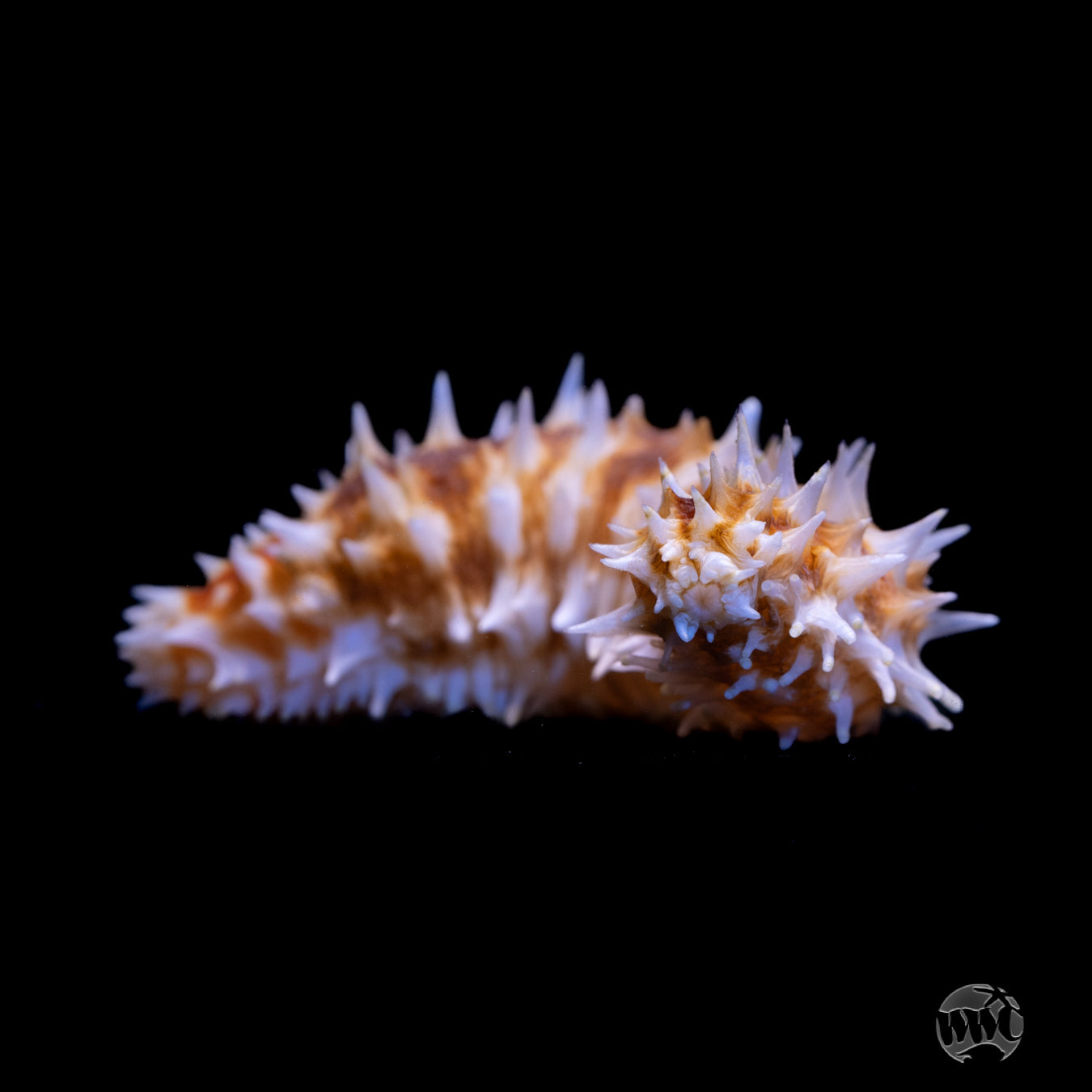 Tiger Tail Sea Cucumber