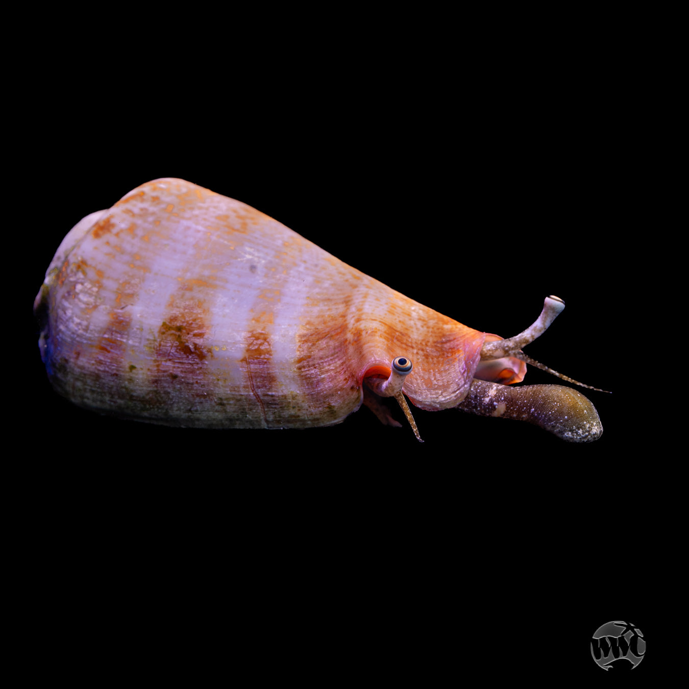 Tiger Conch Snail