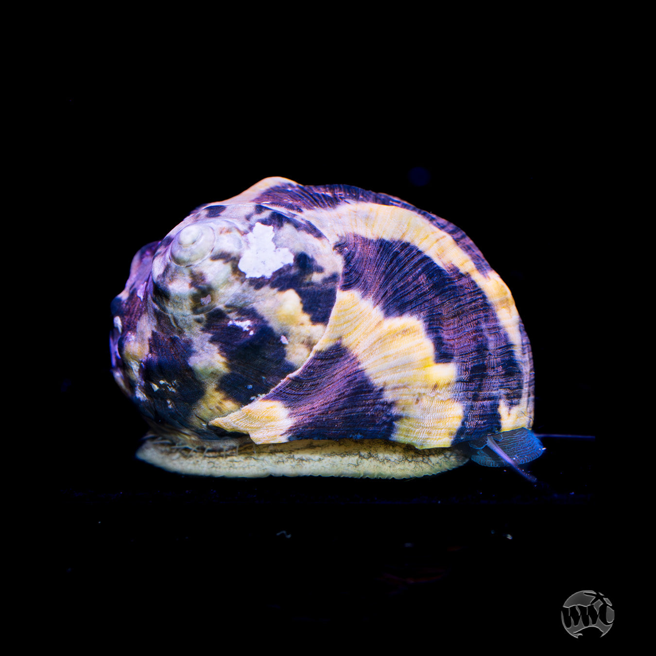 Zebra Turbo Snail