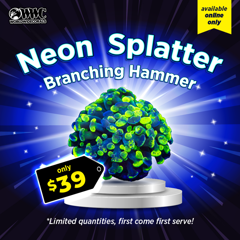 WWC Feature Friday - Neon Splatter Branching Hammer
