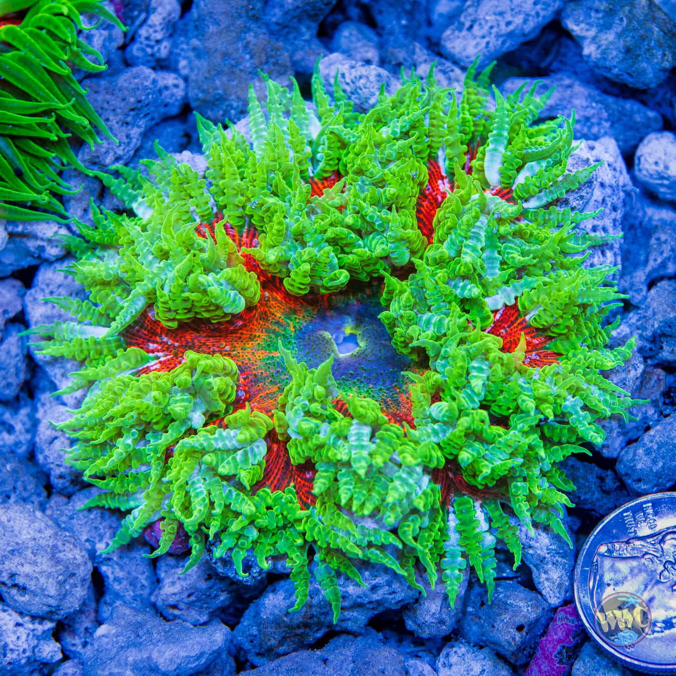 Strawberry Mojito Flower Anemone - Daylight Photo